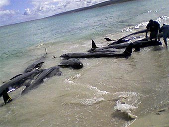 На австралийское побережье выбросились 80 китов и дельфинов
