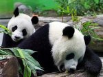 Китайские панды перестали размножаться из-за землетрясения